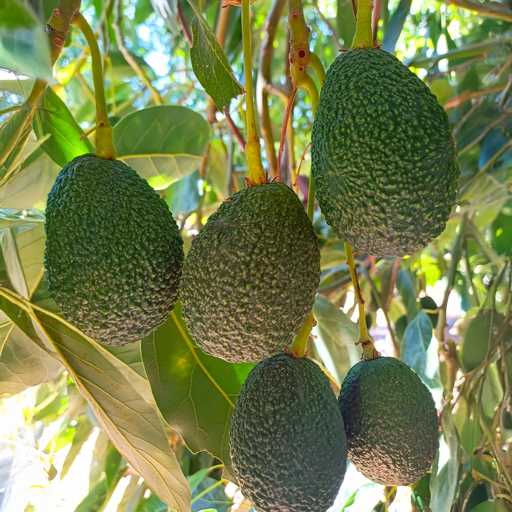 Zutano-Avocado-Tree-1_17dba0ac-1b8f-4905-8bfd-b9b3cc5af89e