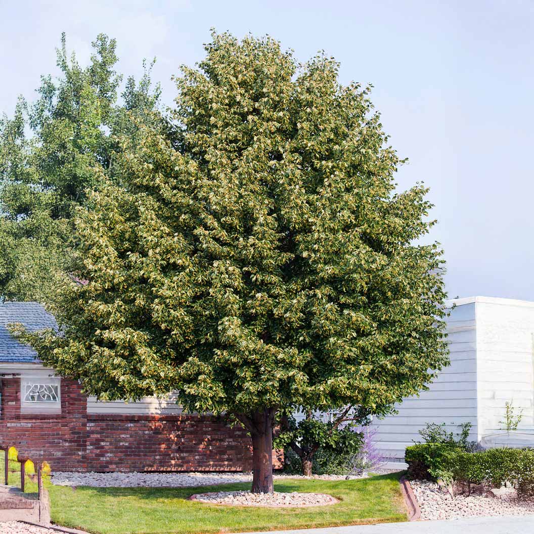 american-sentry-linden-2_b7ab0c86-5298-4d39-9463-b39abb5800e1