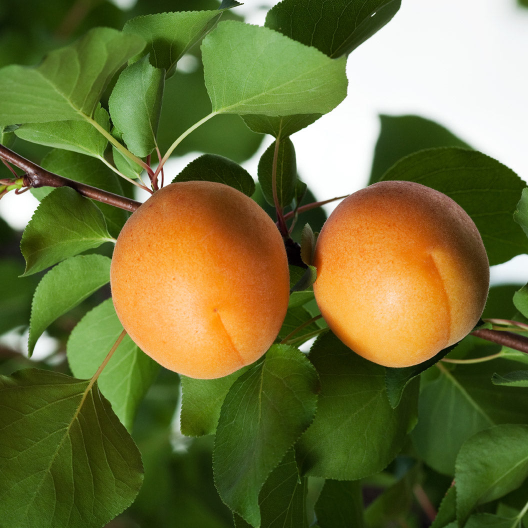 apricot-katy-2