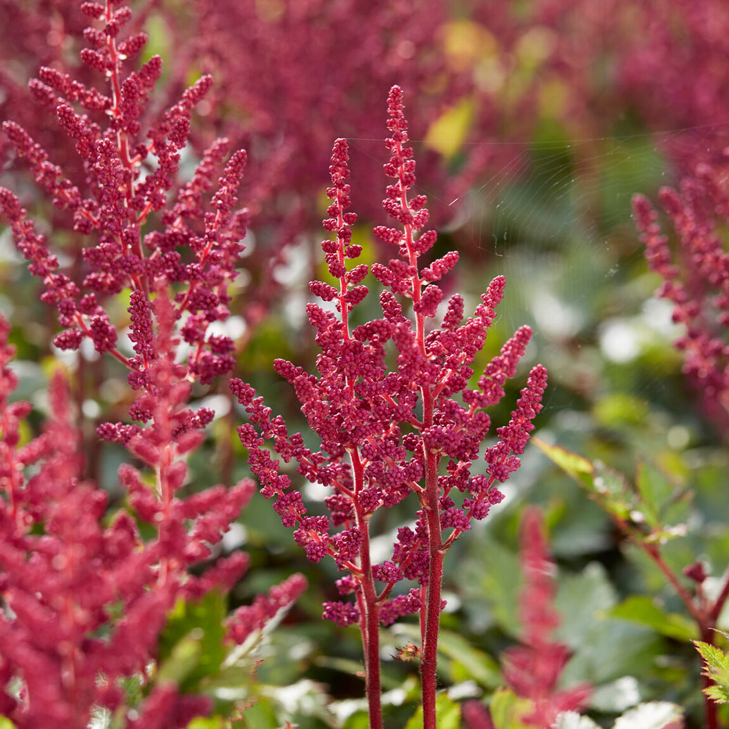 astilbe_chinensis_vision_in_red_1_3e187afd-f309-44c1-a37f-daf84360b6cd
