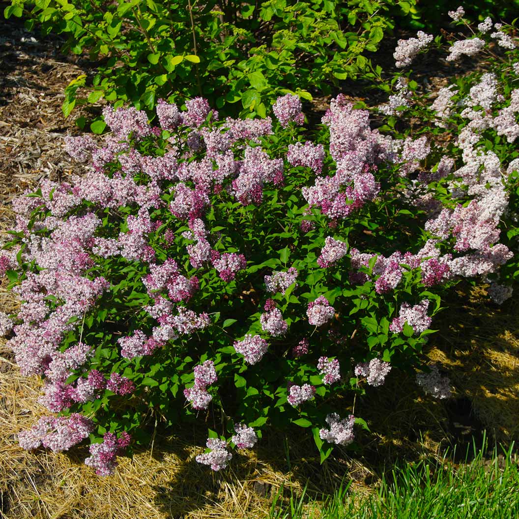 baby-kim-lilac4