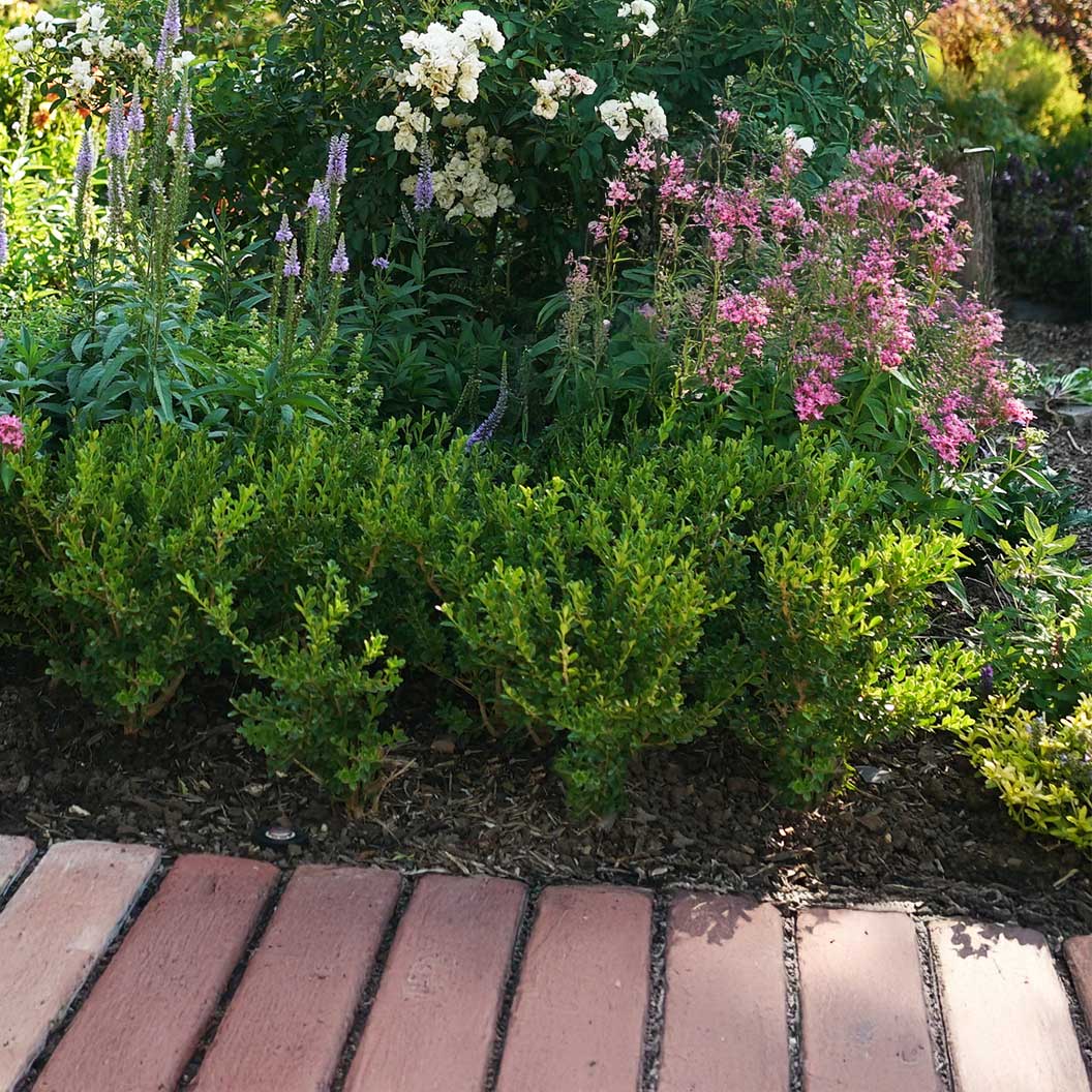 babylon-beauty-better-boxwood-3_f45454ab-a88d-4618-885e-faf8a5afb13d