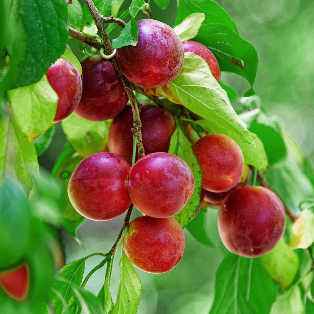 beauty-plum-1_92d8269d-98c0-4290-83b3-d0d738b7f075