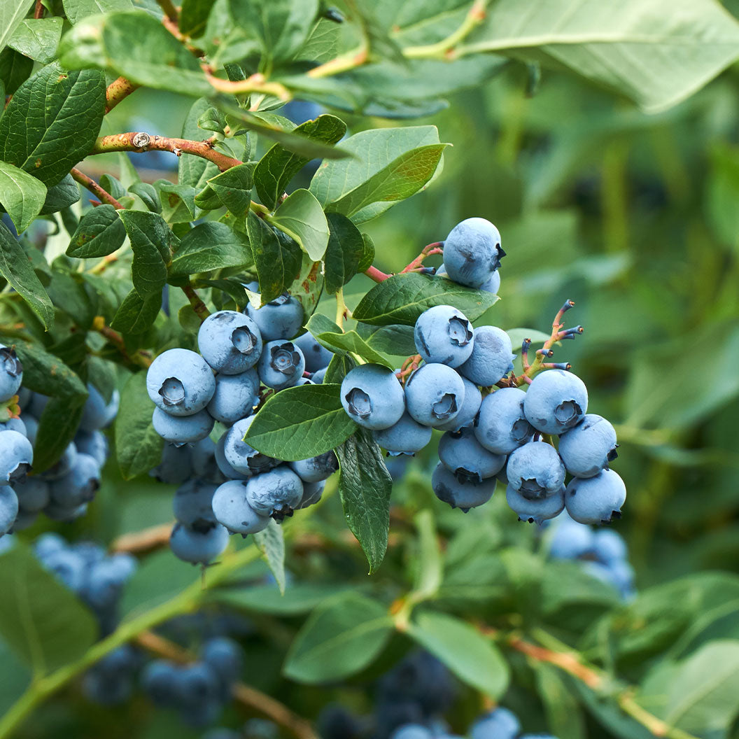 becki-blueberry-1