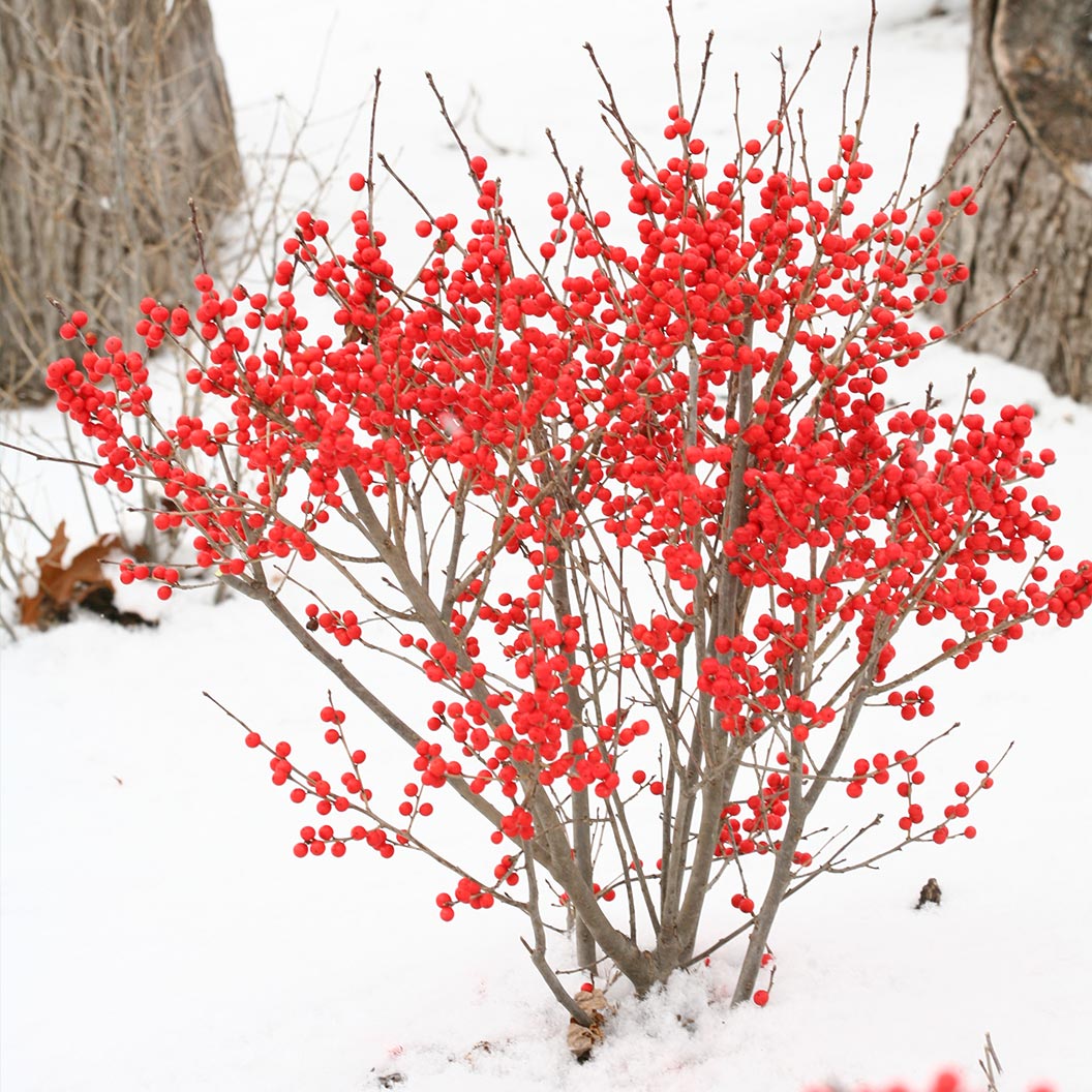 berry-poppins-Holly-3