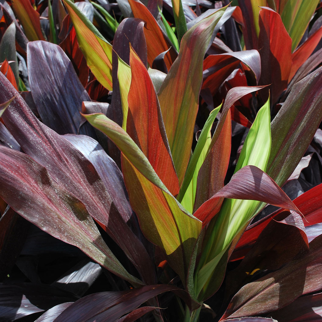 black-magic-cordyline-2_b8b79458-1a98-4a7b-bea6-10a1b7cace26