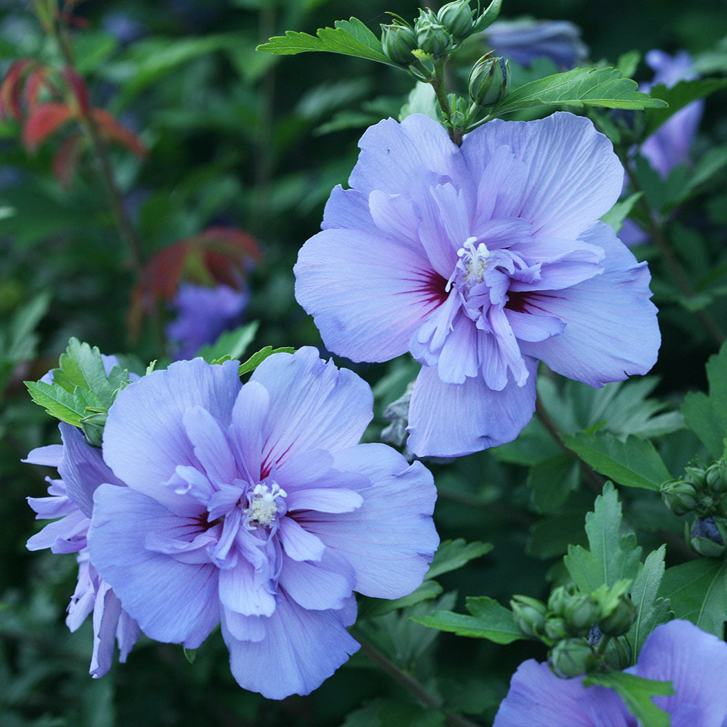 blue-chiffon-althea-2_262eeb54-e821-4557-8831-1e7c89b7fef8