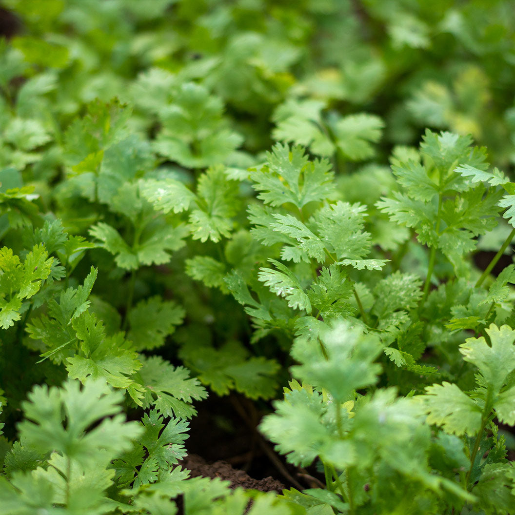 cilantro-1_a36e0584-3421-42e5-a0d2-85483aec1cc9