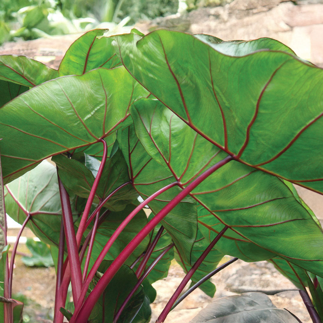 colocasia_hawaiian_punch_1_3b80f28d-f20d-4715-b0c9-106655cea150