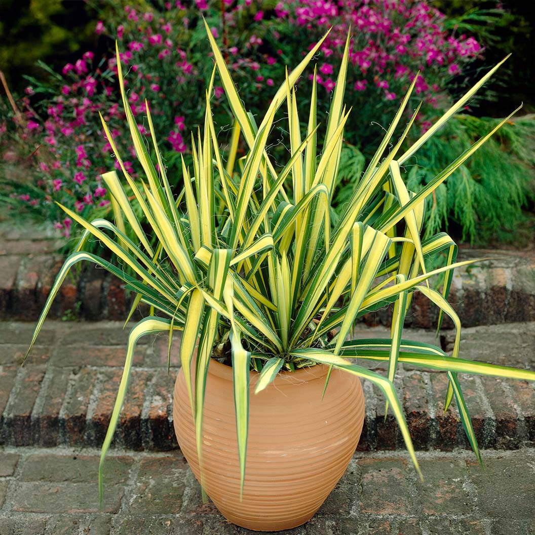 color-guar-yucca-1_9ae0dfb9-e661-493c-a680-6045ffebf575
