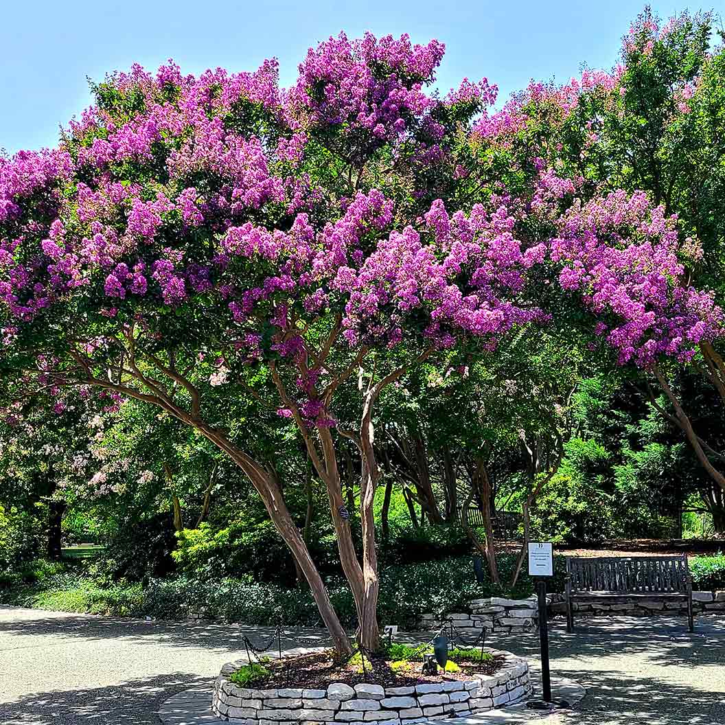colorama-purple-crape-myrtle-2_8ba8b340-8fa7-4895-9688-93b815da1e5b