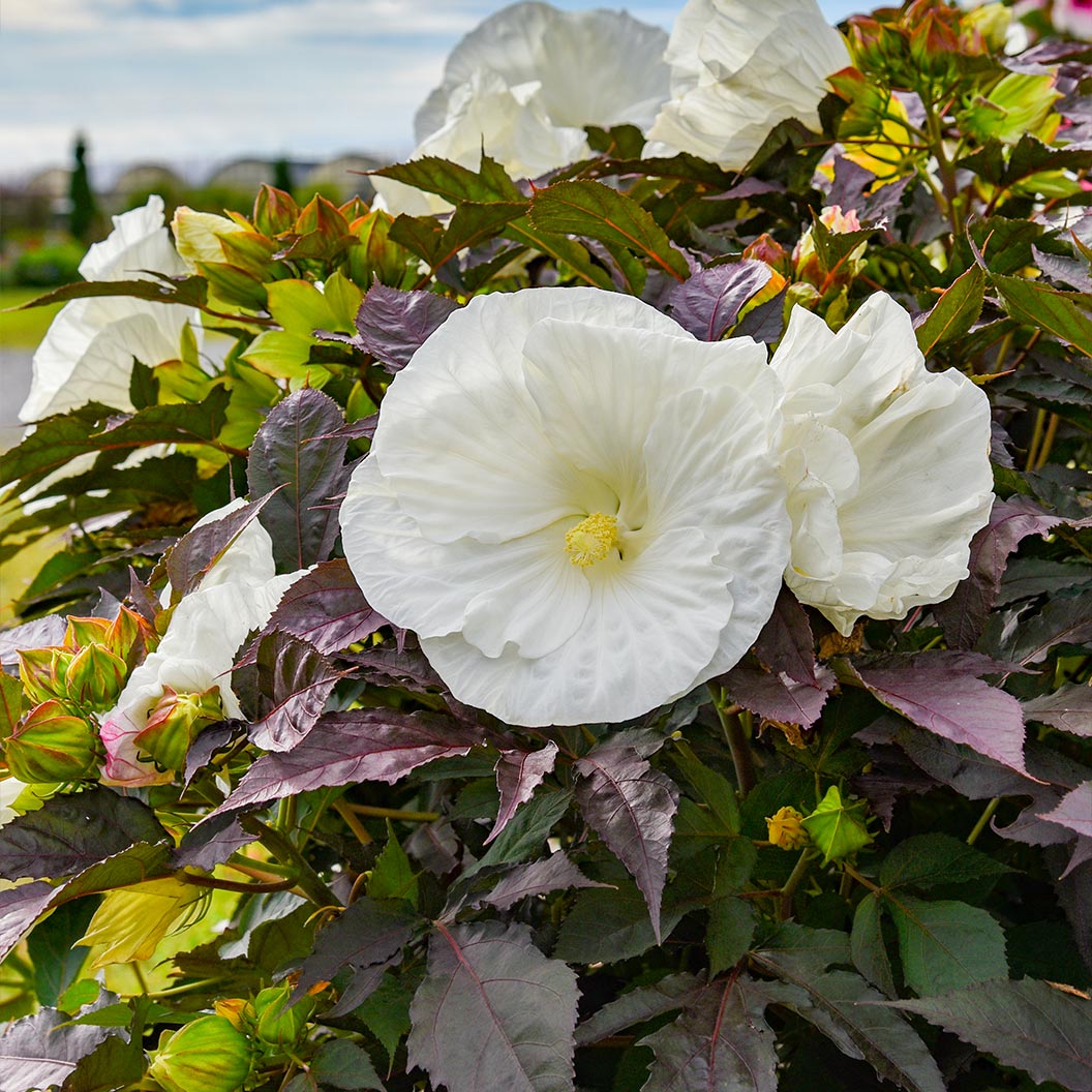 cookies-and-cream-hibiscus-1