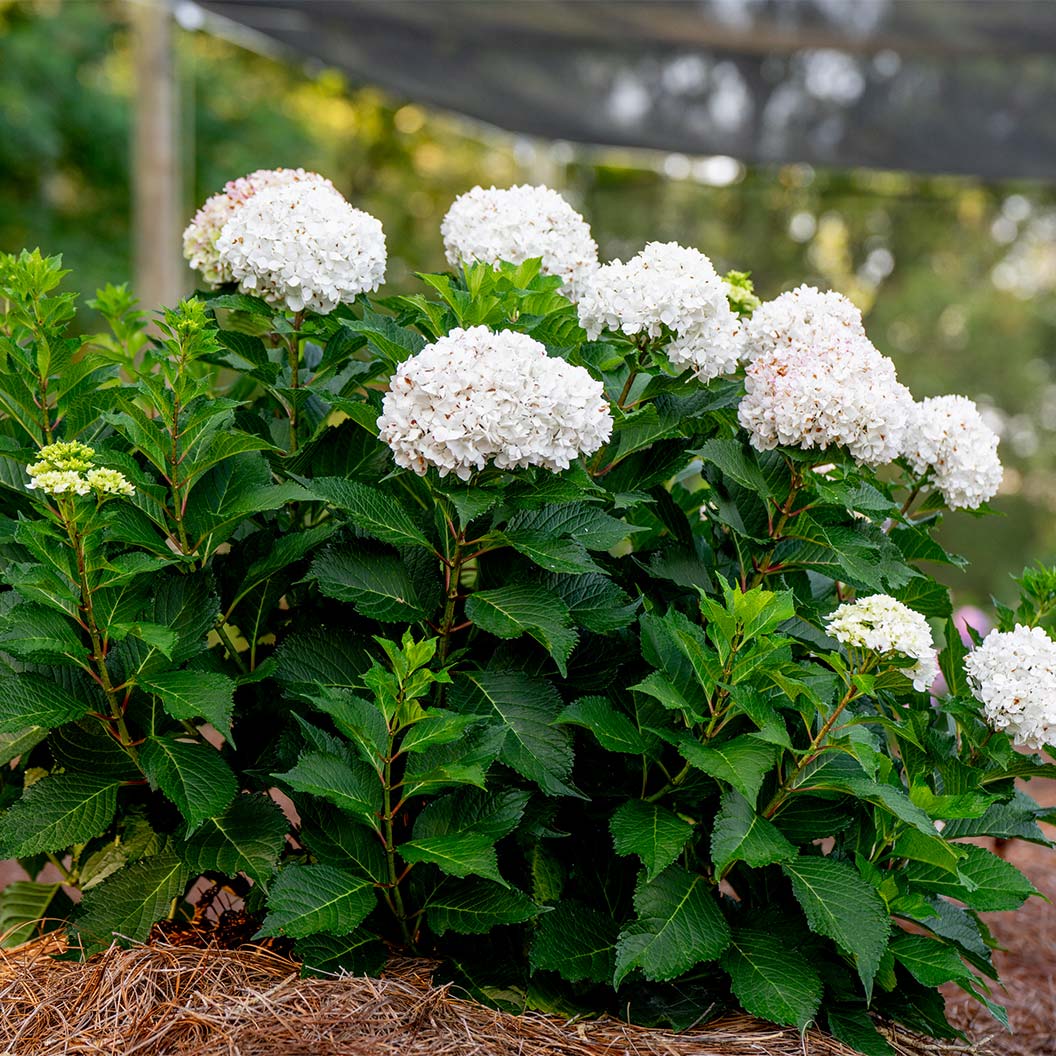 endless-summer-dreamcloud-hydrangea-2_db9f0de4-a3cb-47e2-a3cf-7f5a2734fb5d