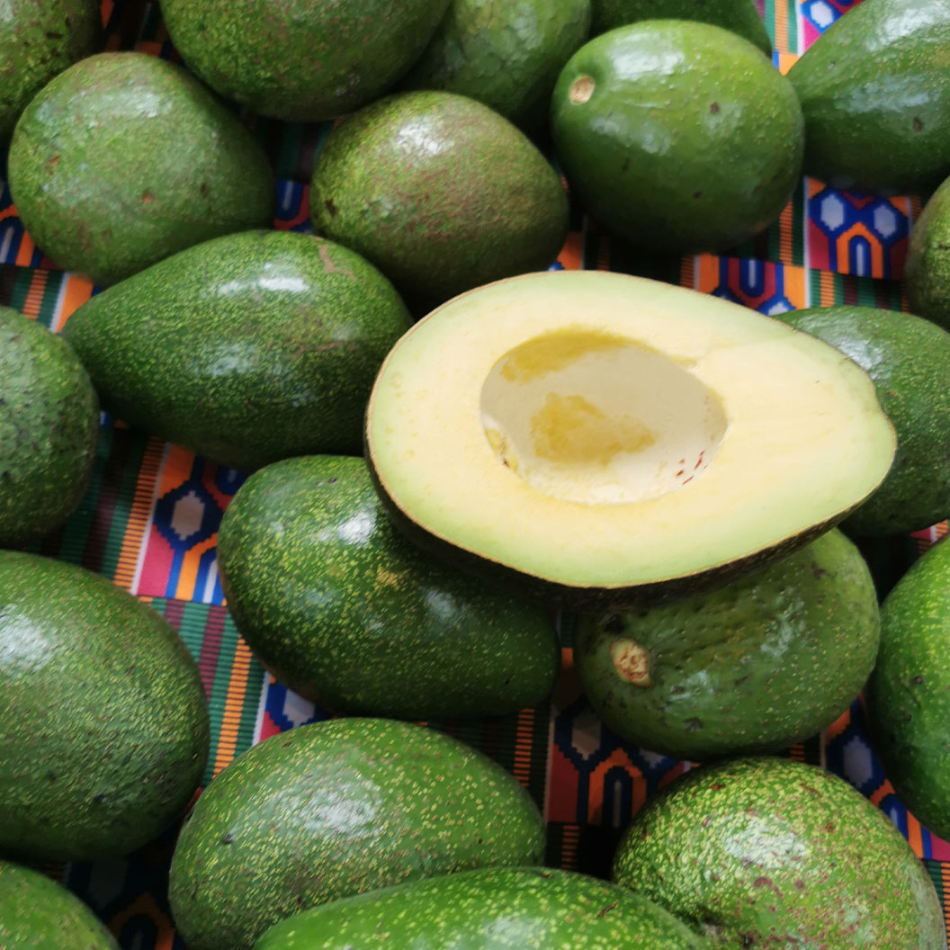 fuerte-Avocado-1_eda12a56-c5af-4ef7-99f6-04c6d3c62a75