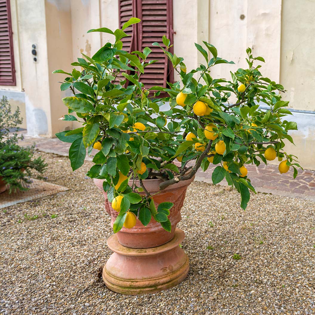 genoa-lemon-2_eb4110b7-c30e-4fcd-a596-1e1983147043