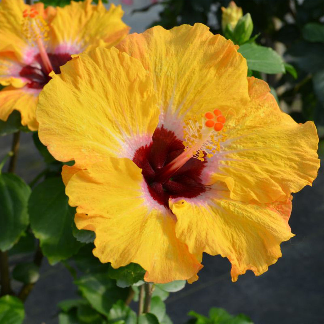 golden-globe-hibiscus_293e3768-c815-46f0-8894-cd3a7999cdf2