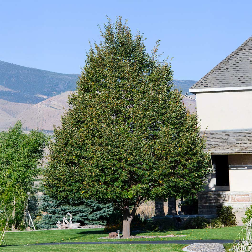 greenspire-linden-4