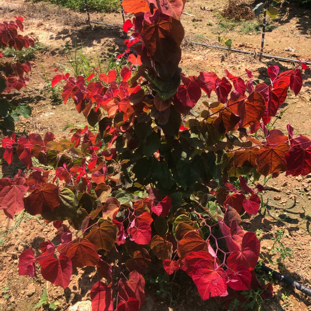 hearts-of-fire-2