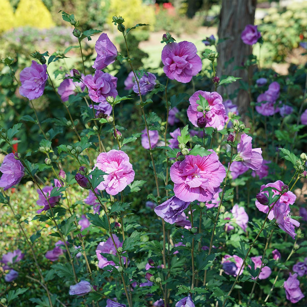 hibiscus-dark-lavender-chiffon-3_59d828bb-e5e0-4d9a-8ddd-729b47c2546a