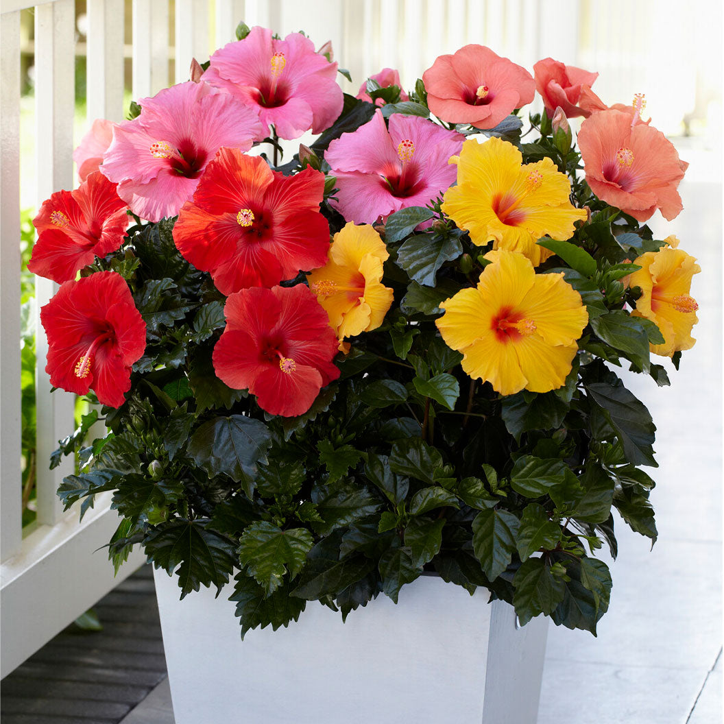 hibiscus-multi-3