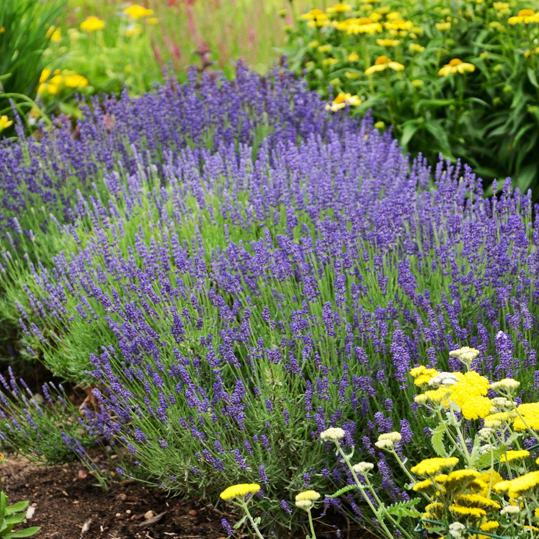 hidcote-blue-lavender-2_34ba2fe1-4be1-4b1a-973e-db69e7e6b77c
