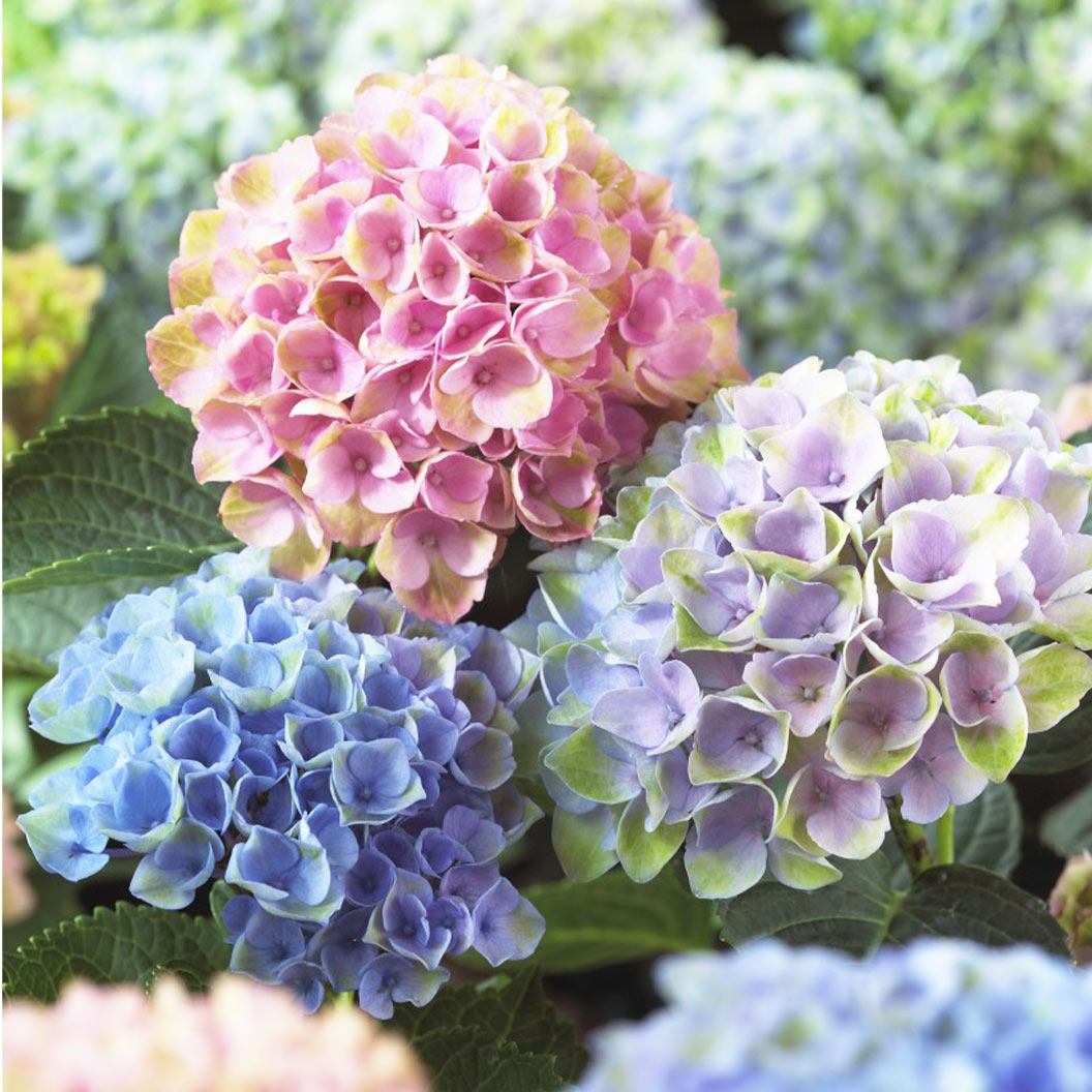 hydrangea-magical-revolution-6