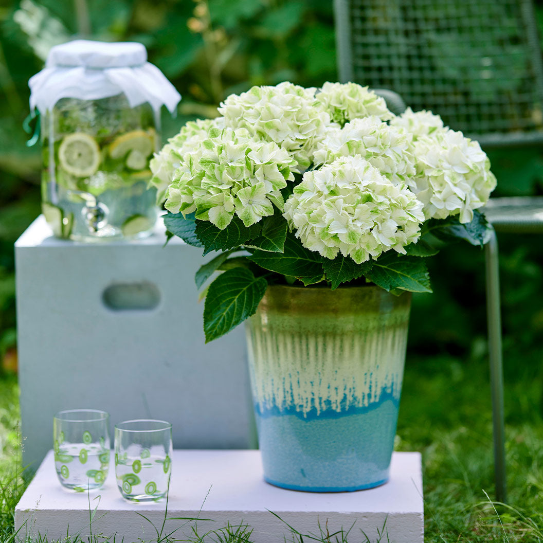 hydrangea-magical-verdigris-1_4b5c0bc2-6b9e-4b5e-ac1a-e965027a691a