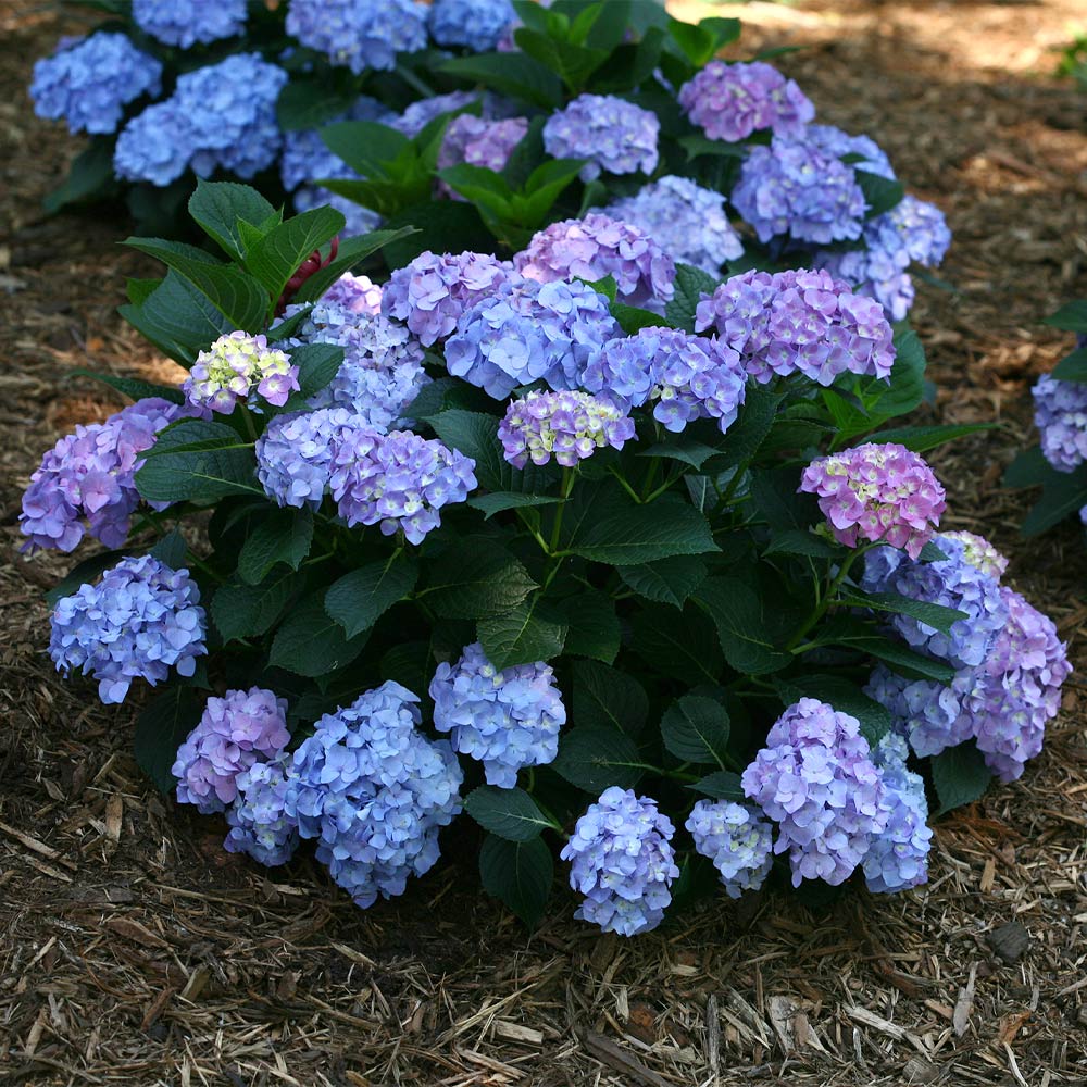 hydrangea_lets_dance_blue_jangles_1