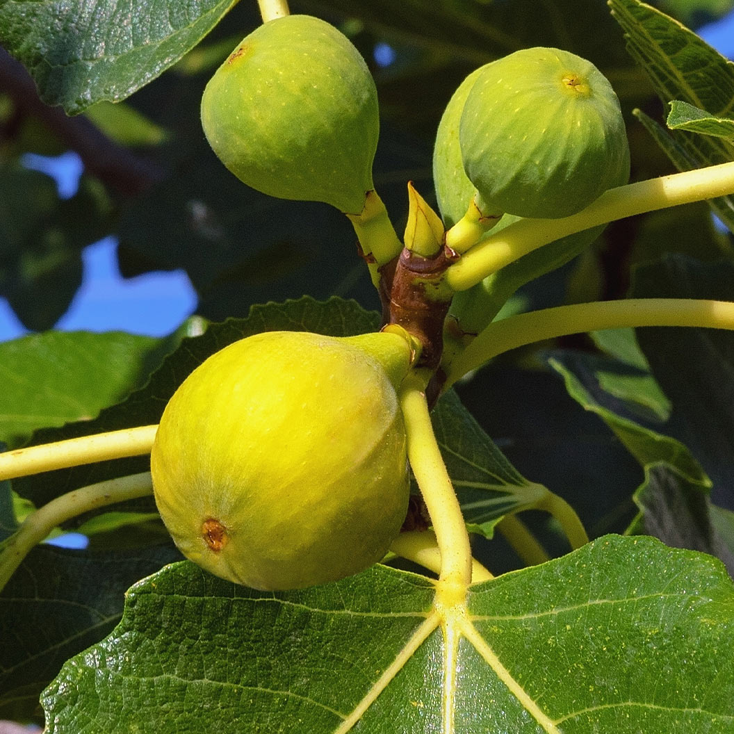 italian-honey-fig-1_e6255b76-c48b-4ee3-bd1f-9cc2d56700f2