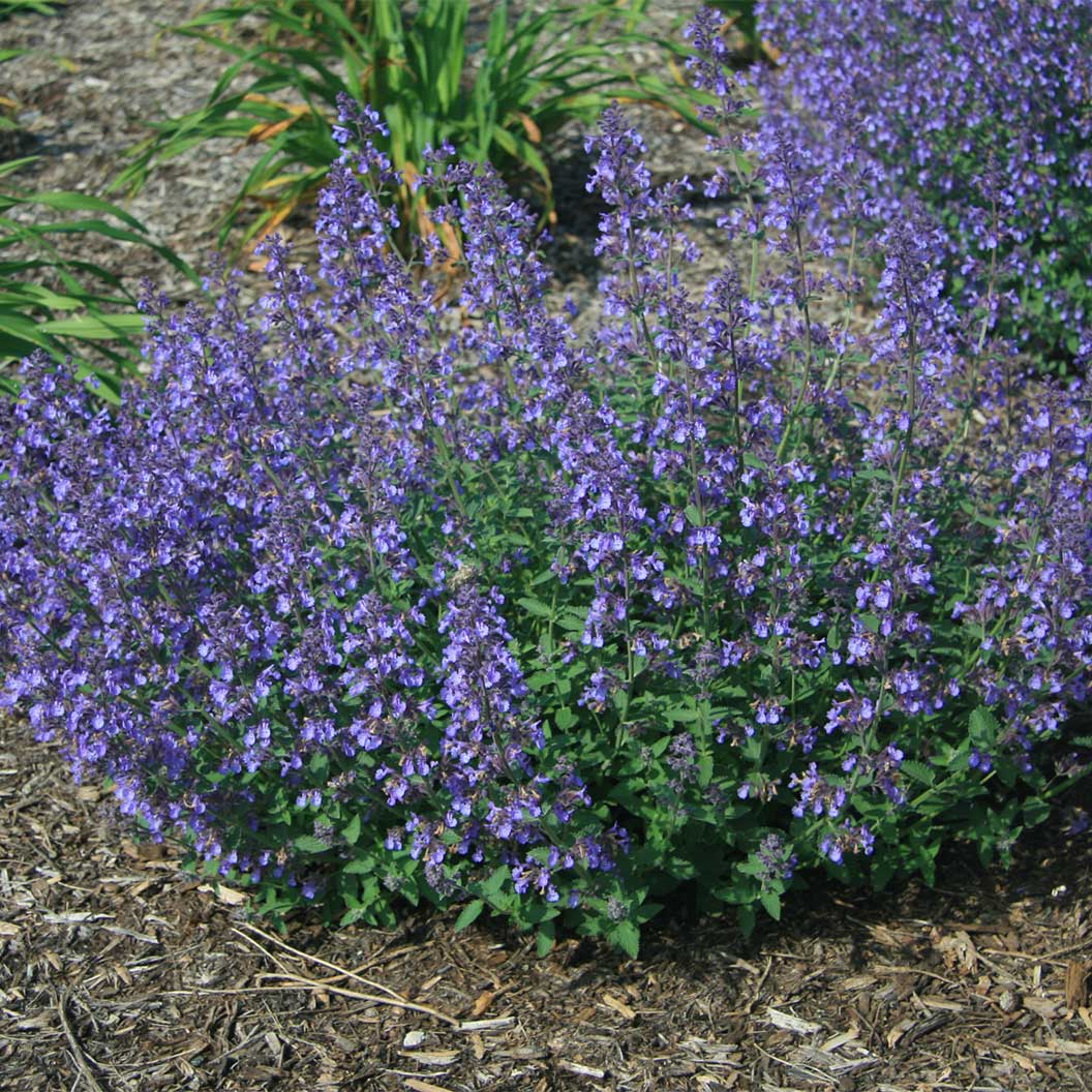 junior_walker_nepeta-catmint-1_35632768-bd36-4b63-9cbb-daea2cc61153