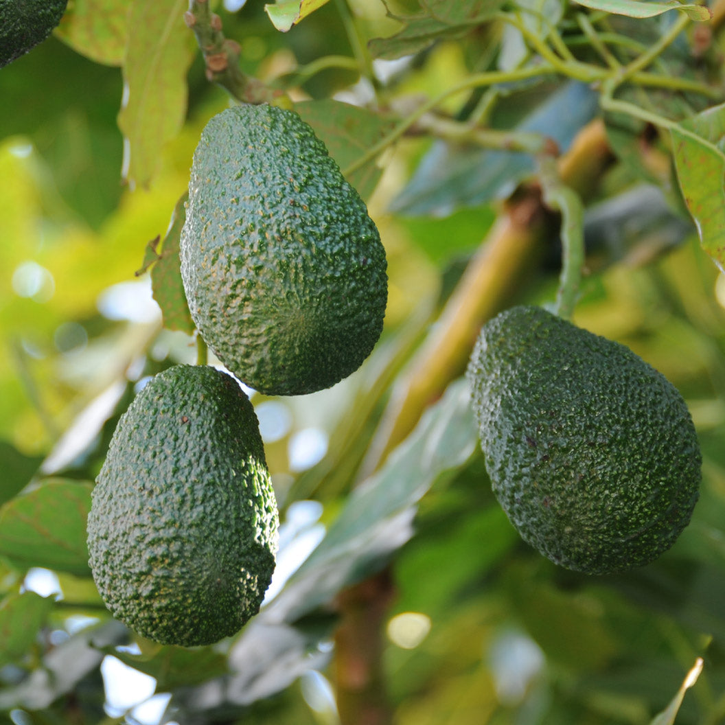 lamb-hass-avocado-1_40b34a1a-595e-40ab-9879-291736f7ca73