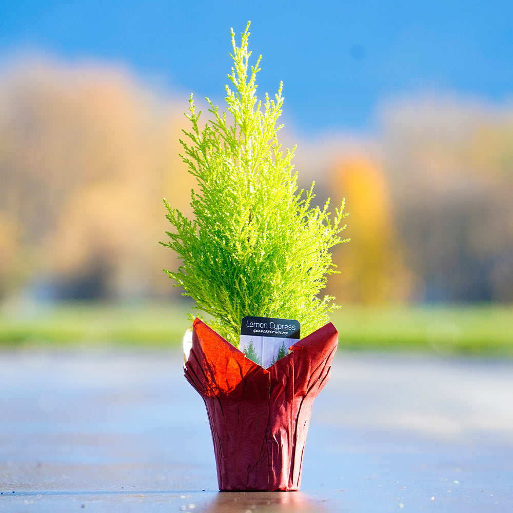 lemon-cypress_9f4a1a78-46ff-4c83-b7bc-4ad84af71b2d