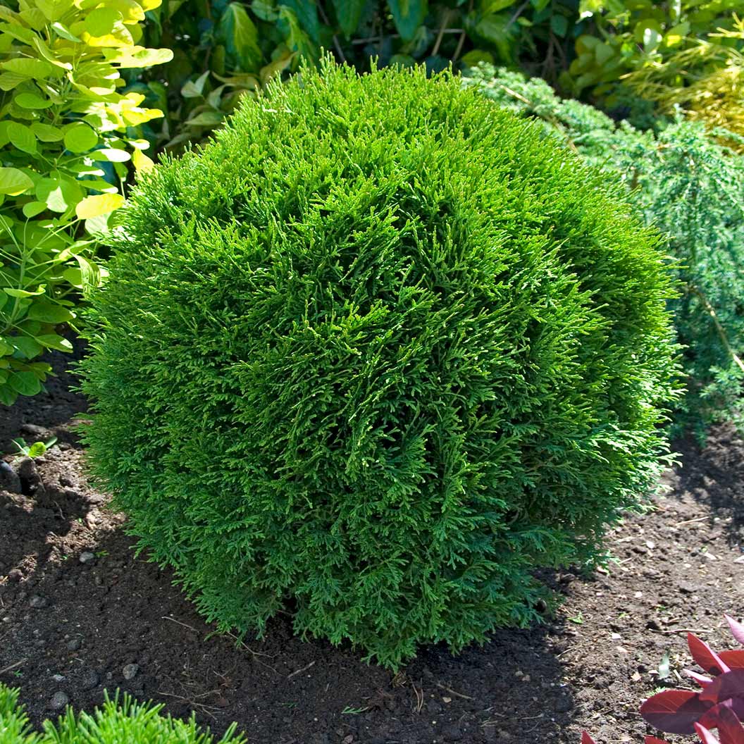 little-giant-arborvitae-3_eabf0c37-fcbd-427d-a48d-3c02d4623d0a