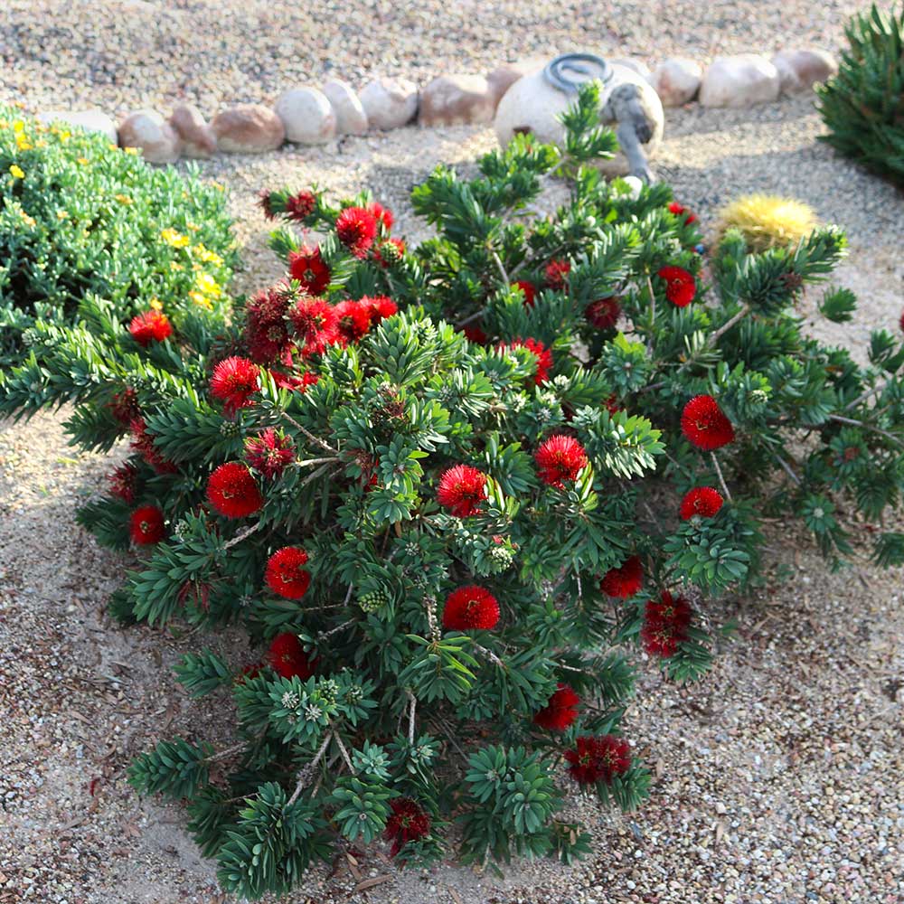 little_john_bottlebrush_4