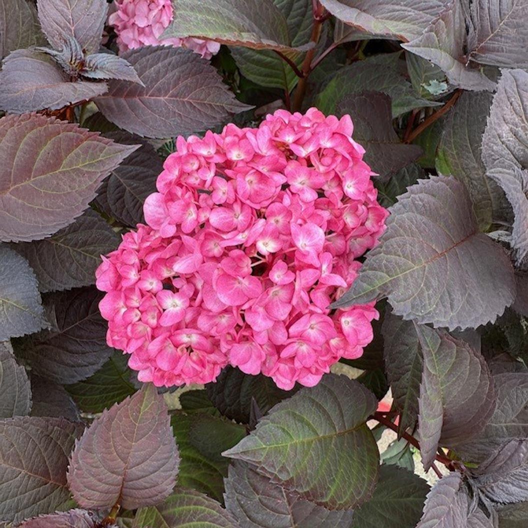 midnight-hydrangea2_82277e7d-8ec5-4711-ac96-9c42c2aa7472