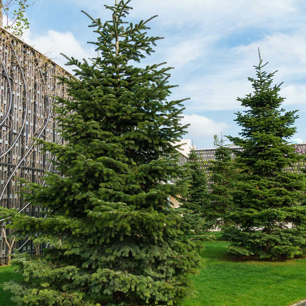nordman-fir-1