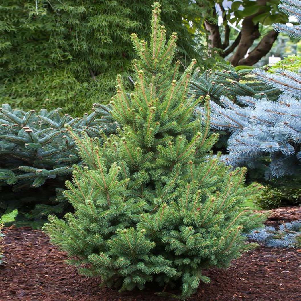 north-star-spruce_2c15a457-4c94-4f55-b7dc-48251c3c4b77