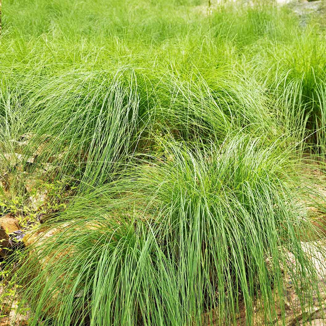 pennsylvannia-sedge-3