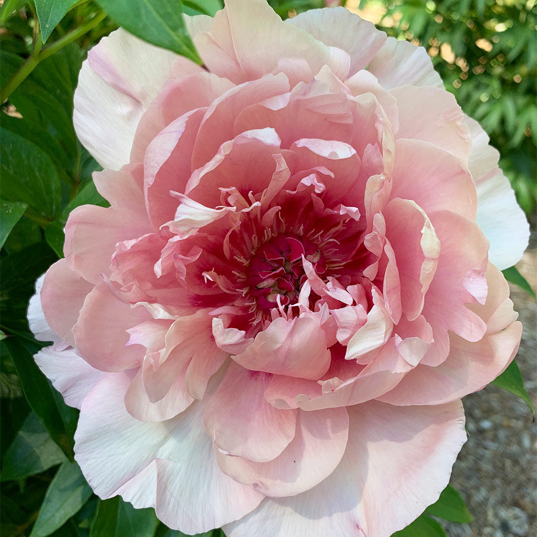 peony-lacey-ryan-1