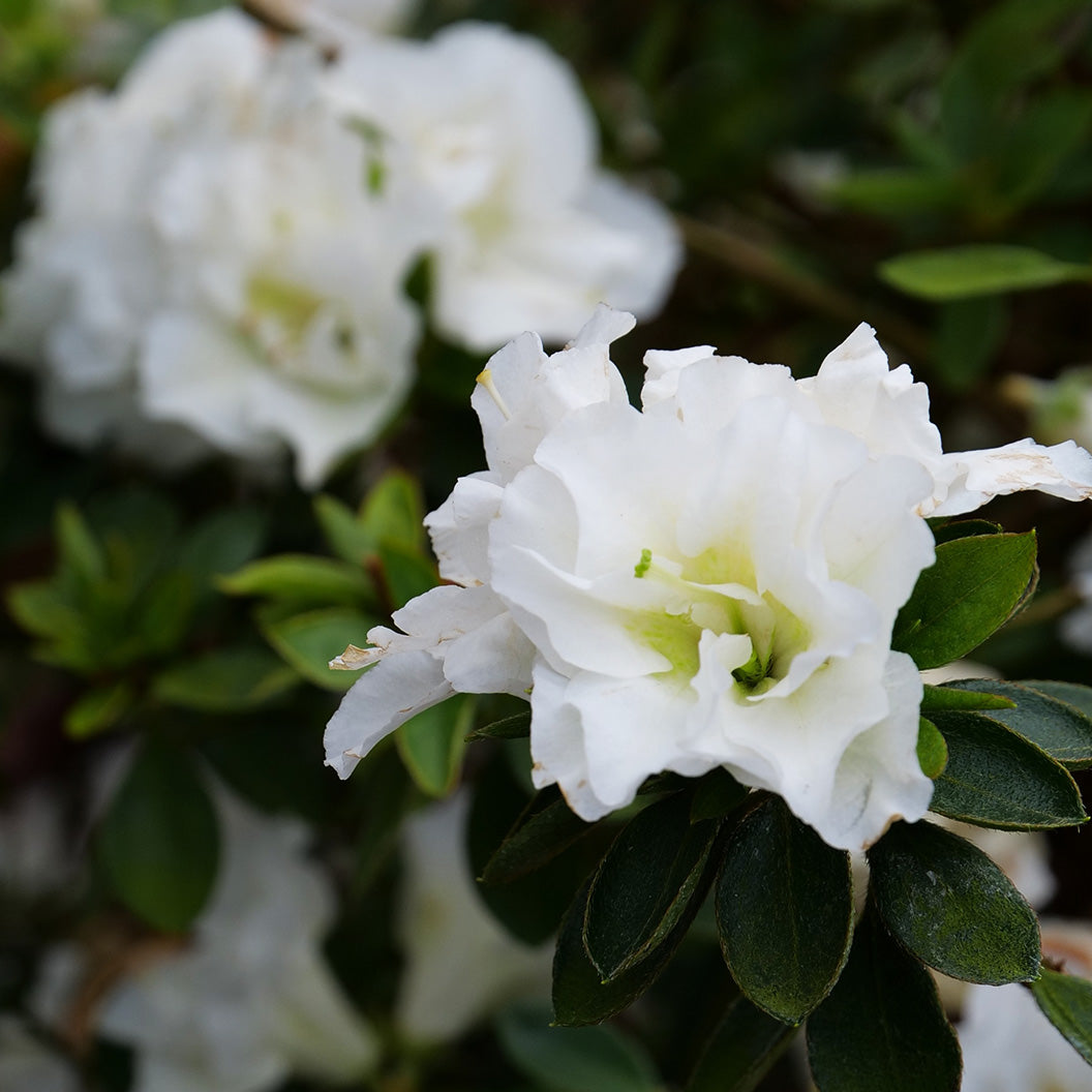 perfecto-mundo-double-white-azalea-2_f907b771-e3e2-41f1-951a-63006feae571