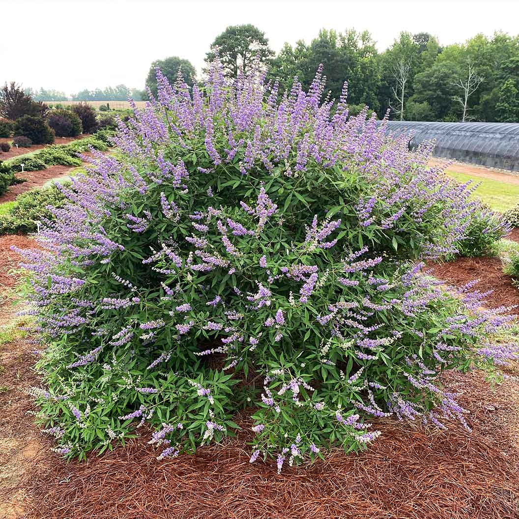queen-bee-vitex-1_36b7a34d-2db0-4442-8ac7-a7622684a414