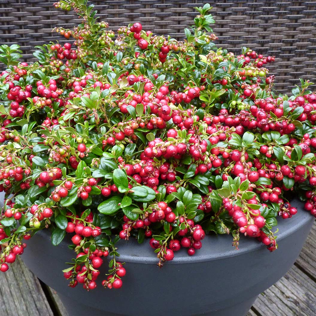 red-candy-lingonberry-3