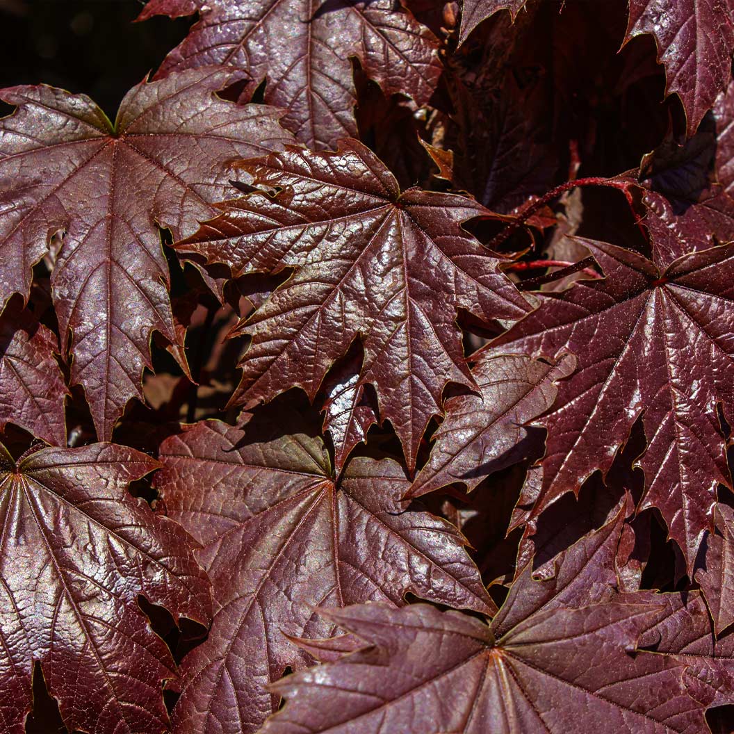 royal-red-norway-maple-1_712aa8c3-f2a2-4c7a-897f-286e7cf5e857