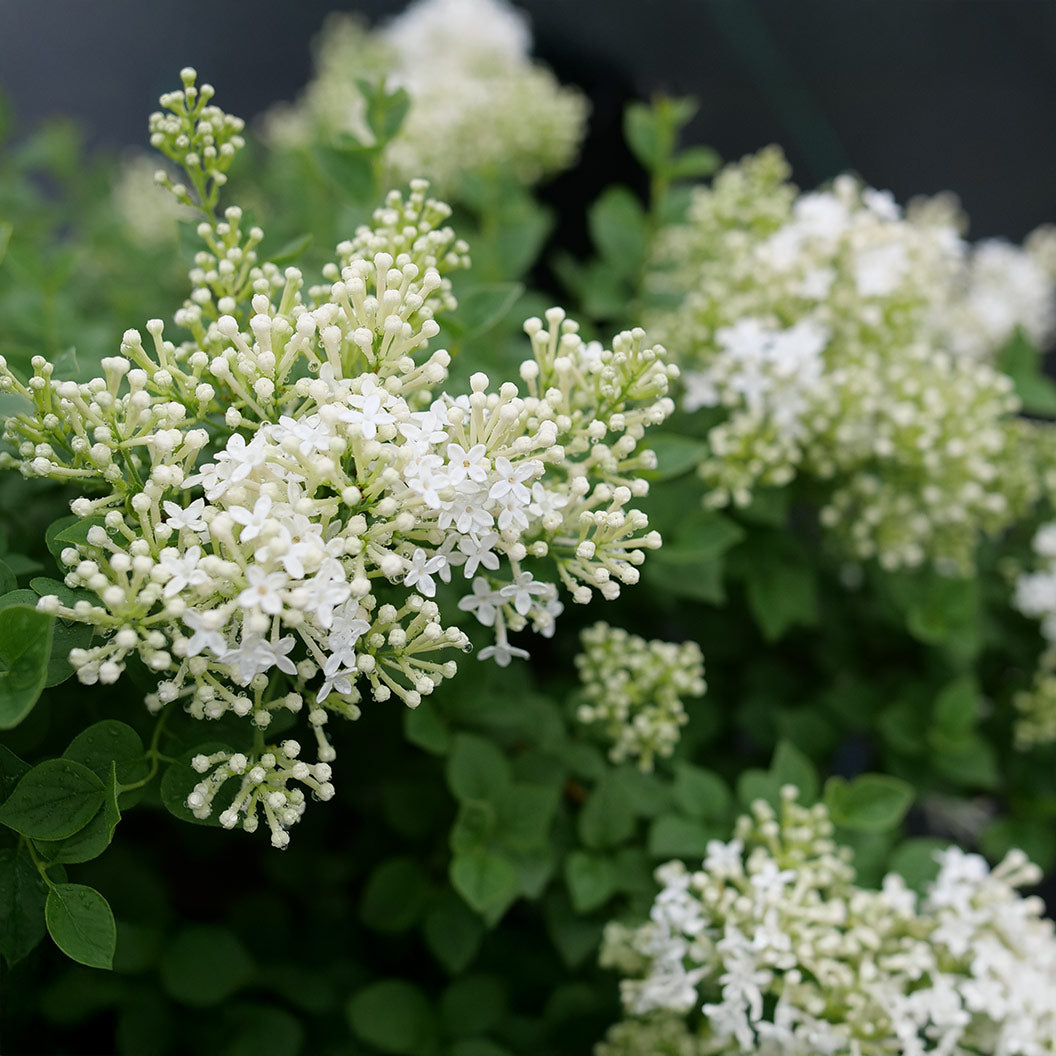snowmound-lilac-4