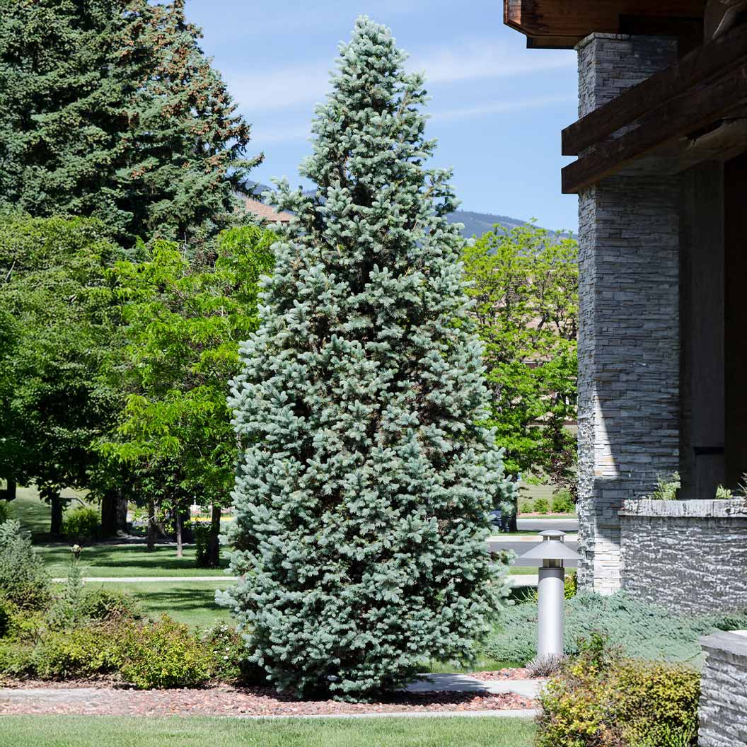 spruce-_Fastigiata-2_41b21010-1ba1-4d12-acd4-a7256b32a6ac