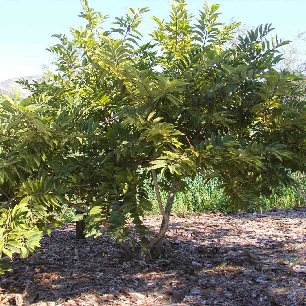 sugarapple_1_16f3340d-ac05-4225-8870-cbda9b181f8d