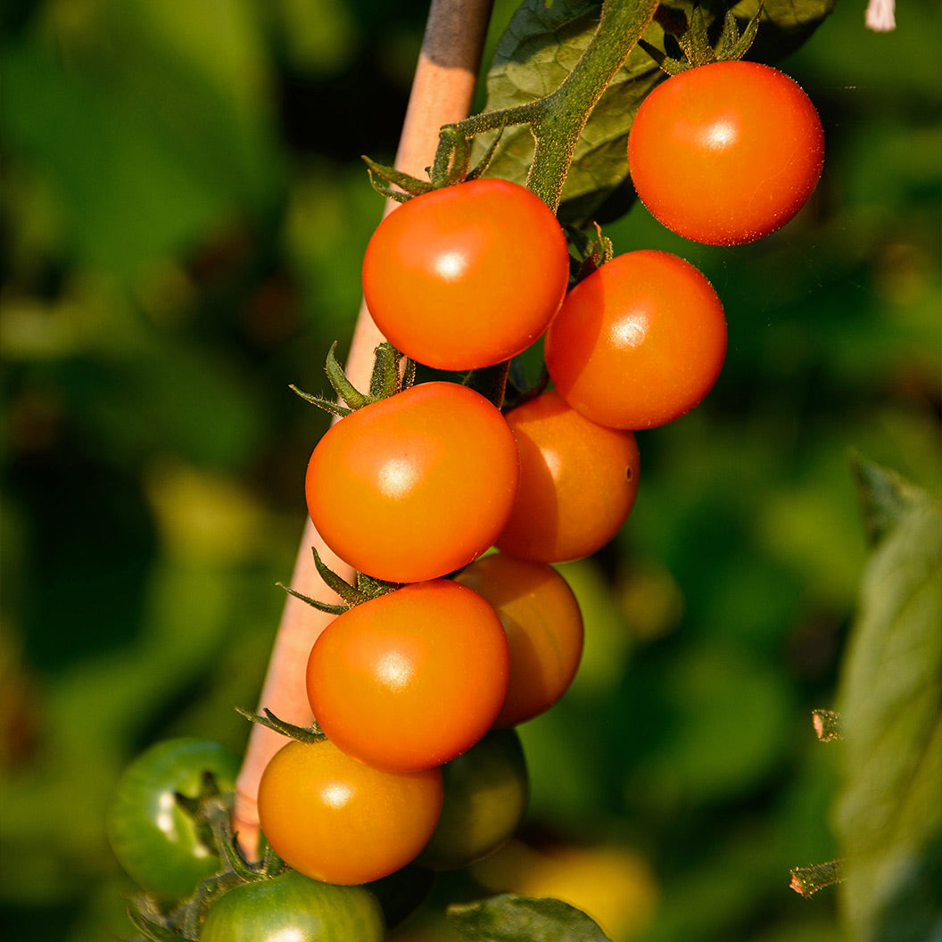 sun-gold-tomoato-2_cf2ed012-68bd-469e-a517-250fcd468bec