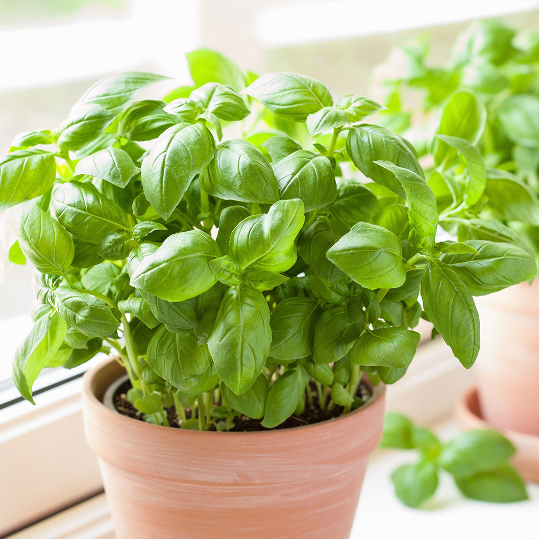 sweet-basil-1_2b83f4c5-31f5-49c6-822f-992494f440e4