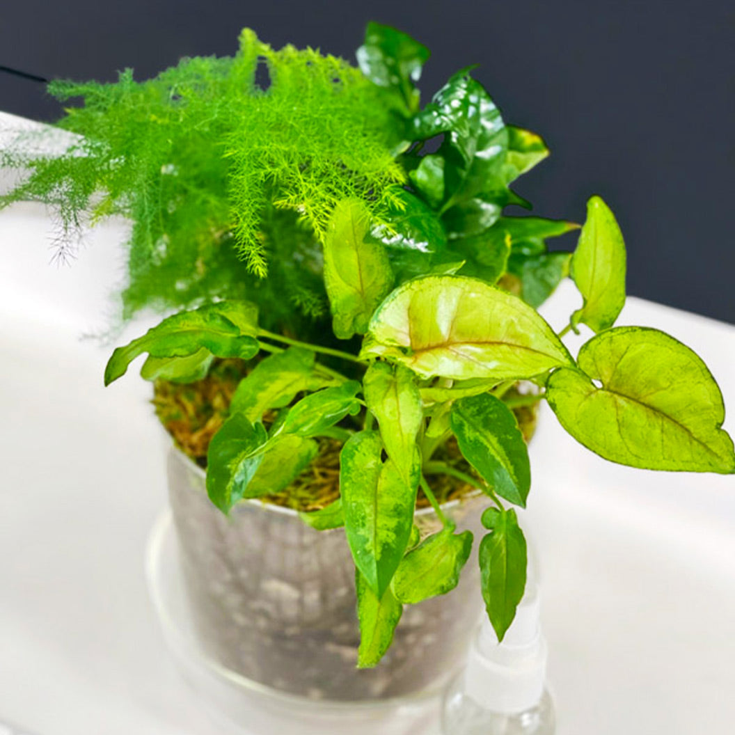 terrarium-2_d186a81f-eb46-45ea-9307-d2cdddaa651f