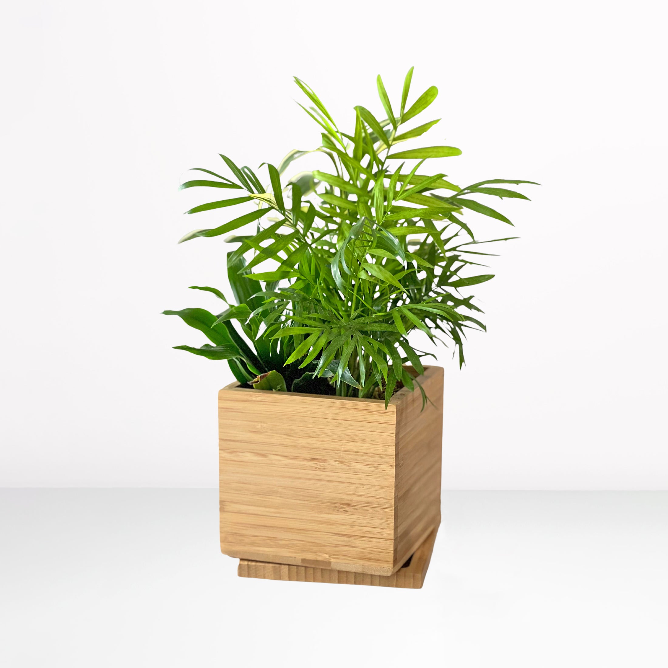tropical-desktop-garden-whiteseamless-fullres_1